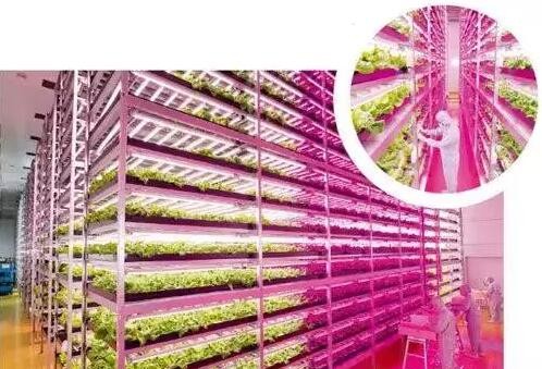 日本四大植物照明工廠 規模與技術深度解析